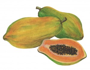 papaya sketch