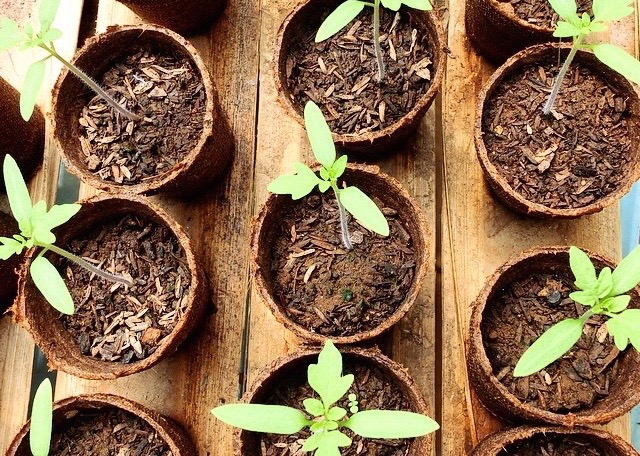 growing food in Bali